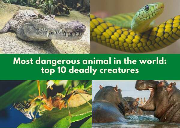 Most dangerous animal in the world: Top 10 deadly creatures 