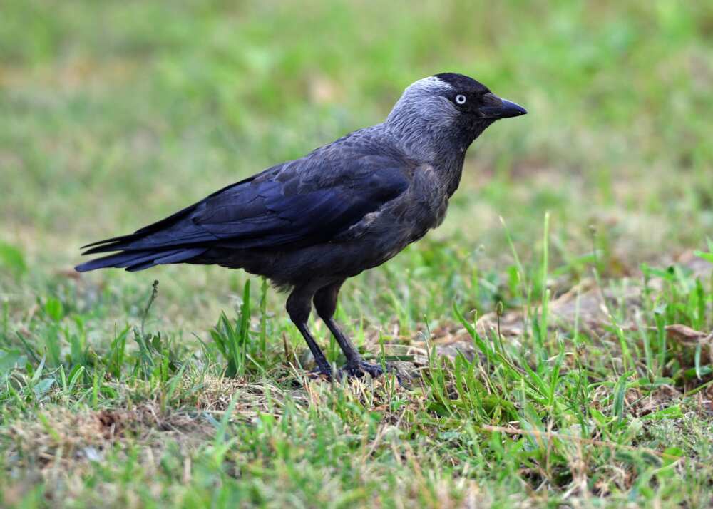 most intelligent bird most intelligent bird