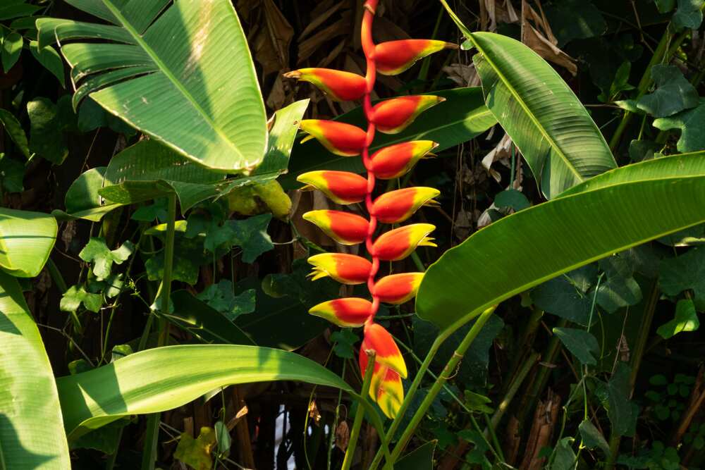 Heliconia flower in the jungle Medellin Colombia