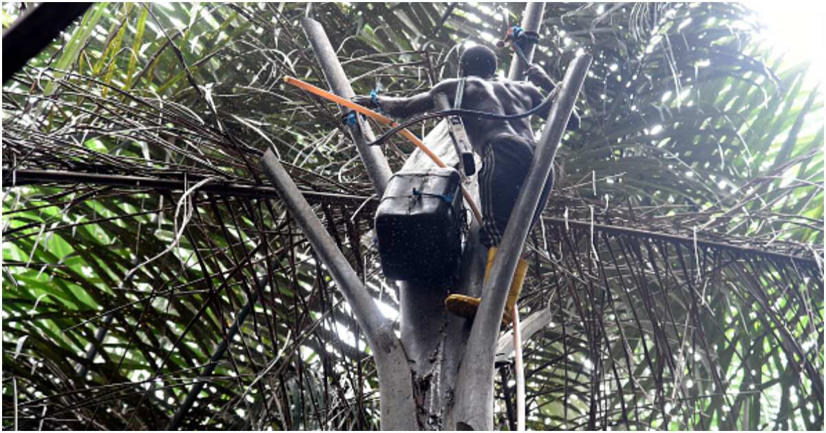 Palm Wine Tapping: How Traditional Practice Made Nigerian Man a ...