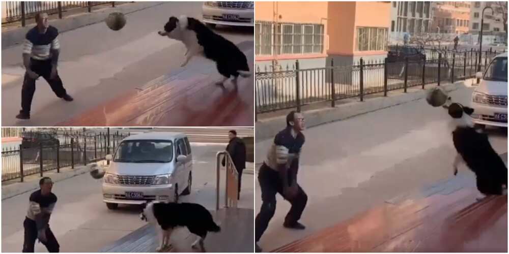 A dog and its owner playing ball A dog and its owner playing ball