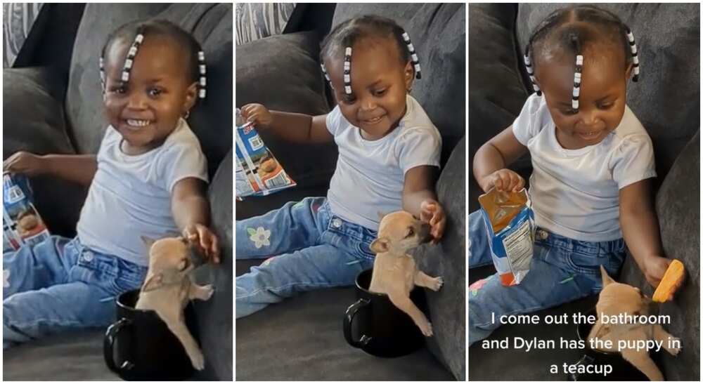 Photos of a baby girl playing with her puppy.