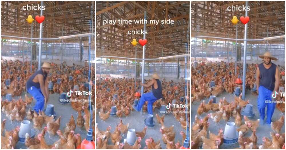 Ikechukwu, man dances for his chickens