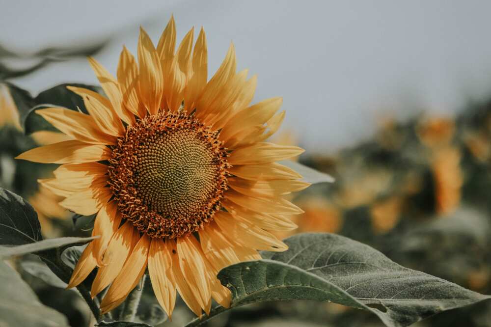 meaning of sunflower