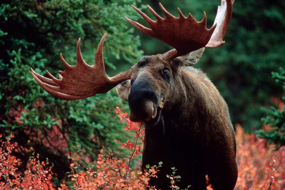 Elk eating from a plant