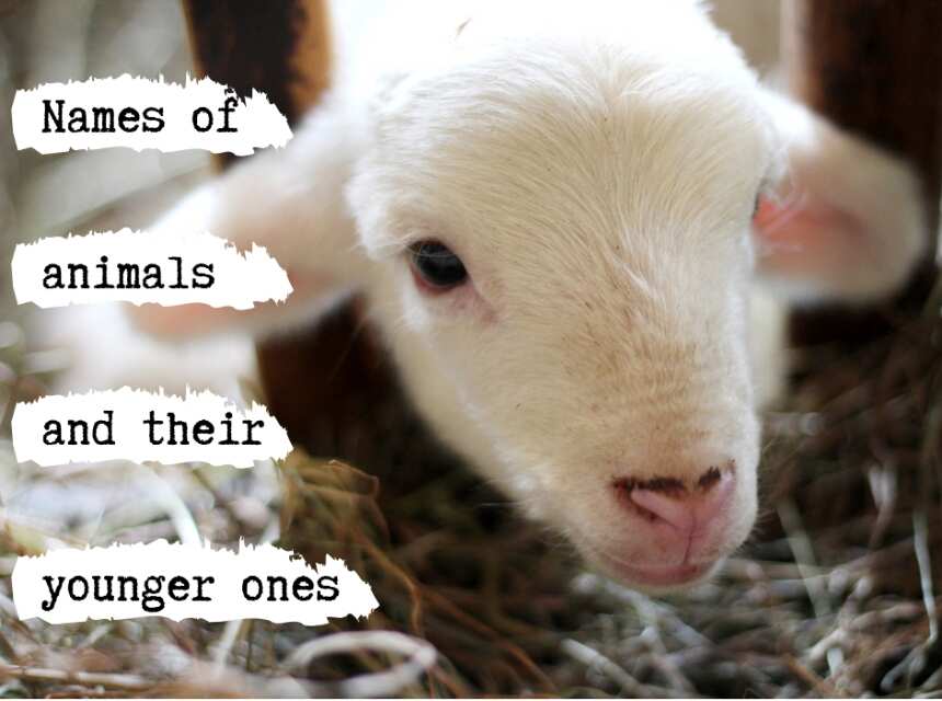 Names of animals and their young ones (with pictures) Names of animals and their young ones (with pictures)