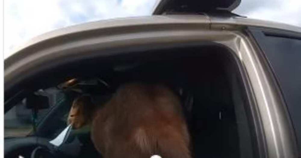 Goat enters police car, eats civil papers and headbutts female officer Goat enters police car, eats civil papers and headbutts female officer