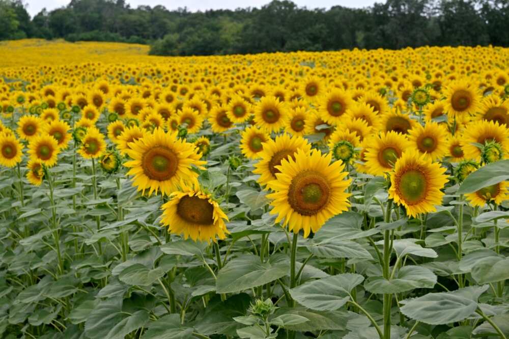 Sunflower seeds and their oil are core exports for Ukraine