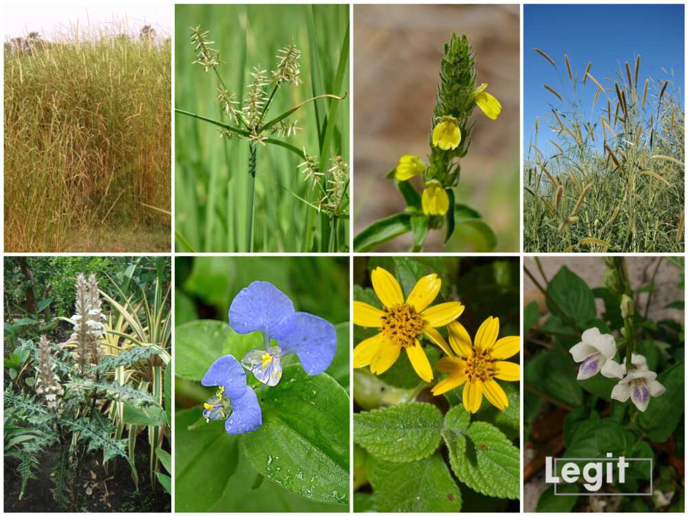Common weeds in Nigeria Common weeds in Nigeria