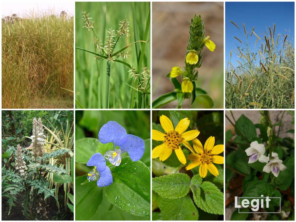 Common weeds in Nigeria