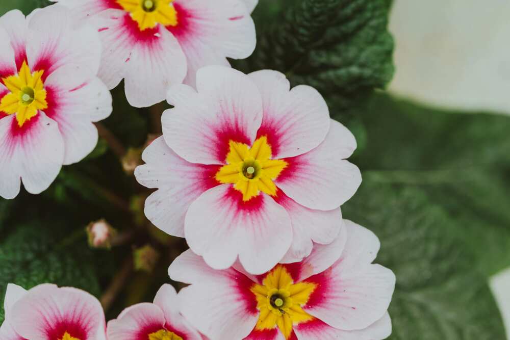 Blooming primrose with light pink petals in a garden