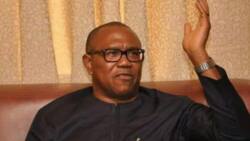 Peter Obi on a roll as top US university invites Labour Party flag bearer to institution's town hall meeting