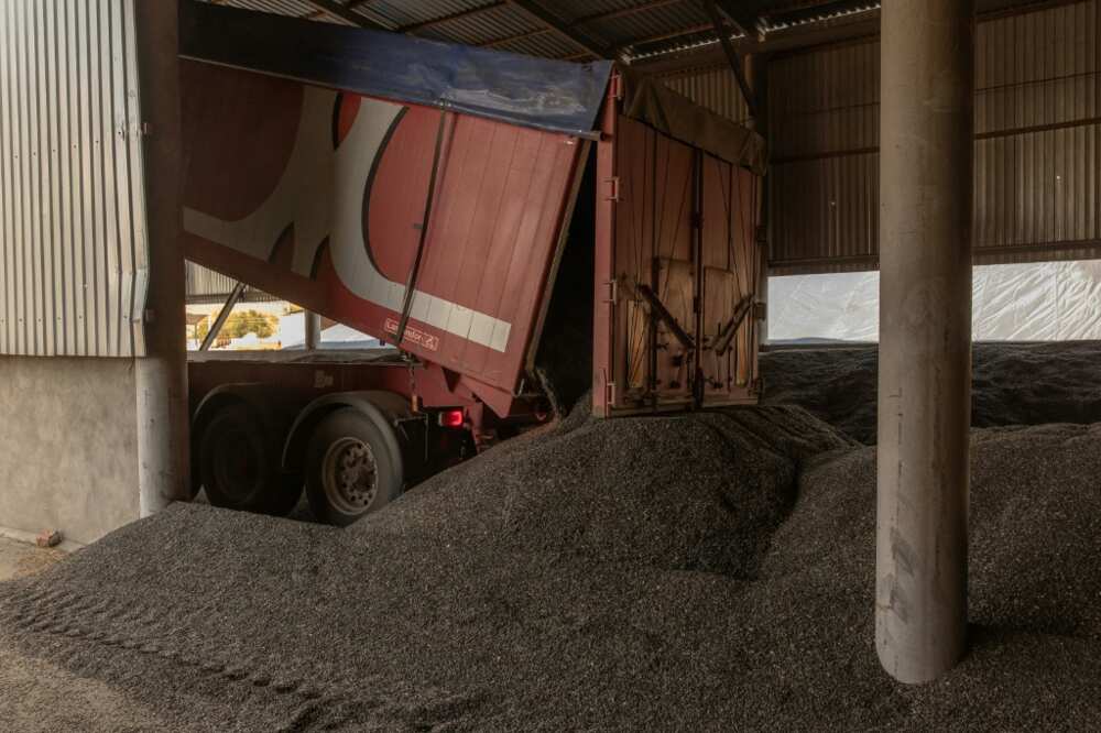 Sunflower seeds at a collection point, outside Kryvyi Rig Sunflower seeds at a collection point, outside Kryvyi Rig