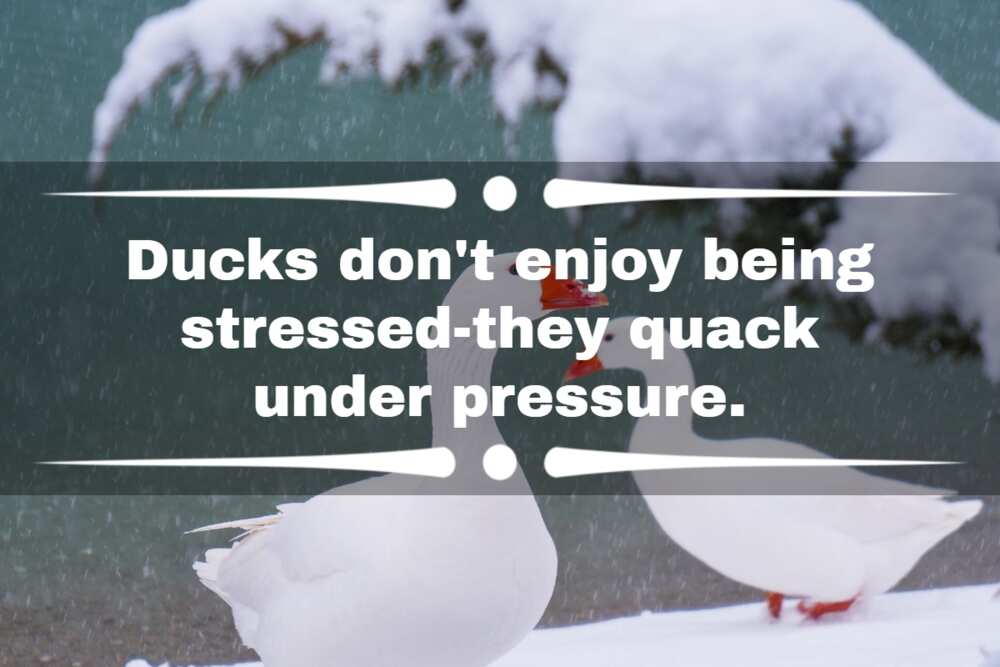 Duck jokes one-liner
