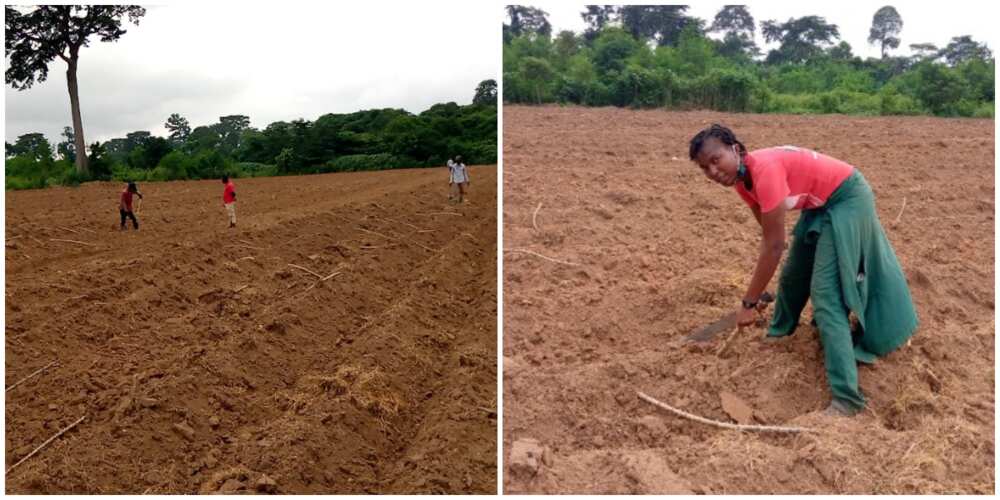 Nigerian Lady Showcases the Large Hectares of Land She Grew Cassava on, Impresses Many People