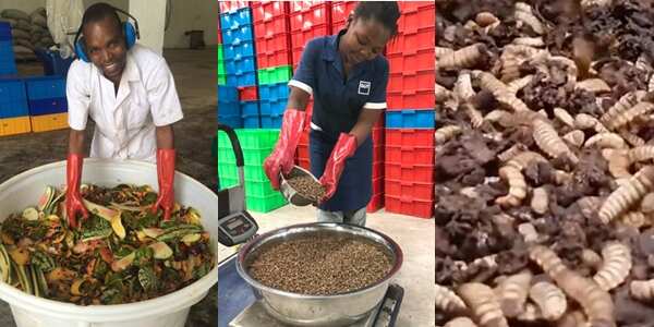 Tanzanian maggot farmer, Biobu converts wastes products into fertilizer and animal feed