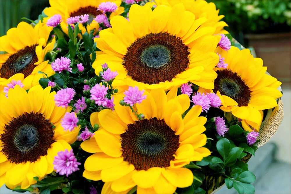 fun facts about sunflowers
