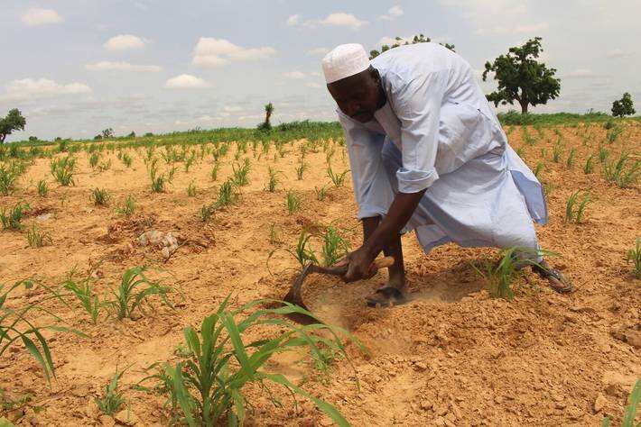 Outgrower Programmes and Fortunes of Smallholder Farmers in Nigeria