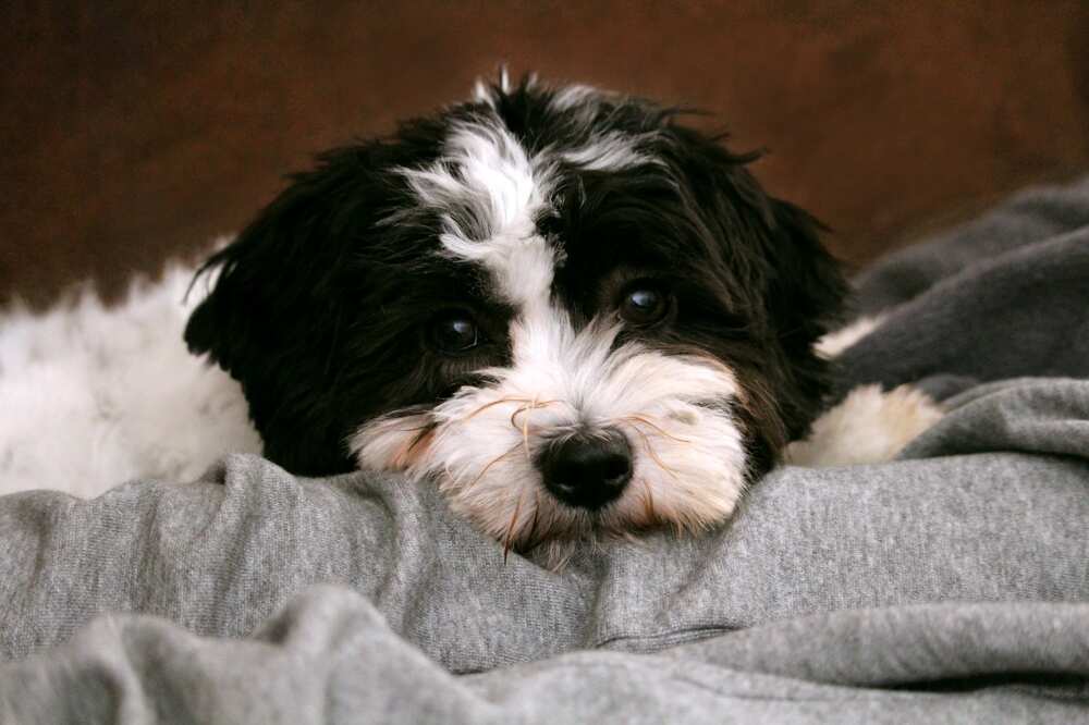 are sheepadoodles hypoallergenic are sheepadoodles hypoallergenic
