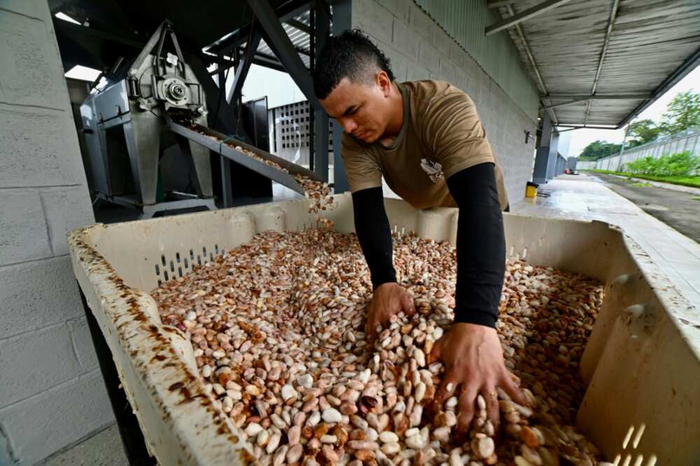 A worker prepares fresh cocoa to be stored before  fermentation