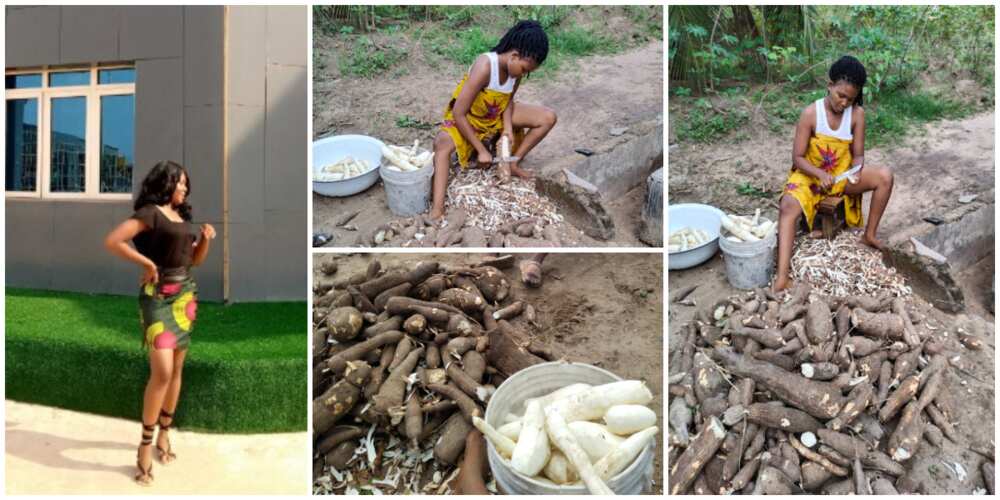 Beautiful Nigerian Lady Shows Off the Big Cassava She Harvested from Her Farm, Photos Spark Reactions