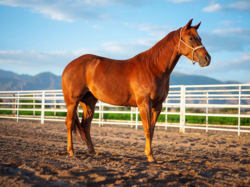 Le Quarter Horse, l'un des plus beaux chevaux au monde