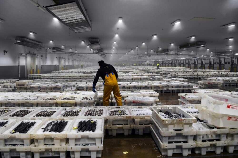 Hundreds of boxes of fresh-caught fish are lined up ready to be sold Hundreds of boxes of fresh-caught fish are lined up ready to be sold