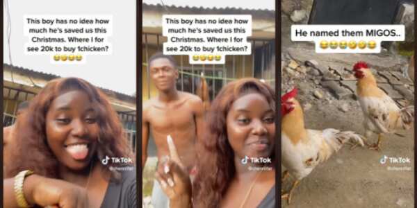 Reactions as Boy Put Smiles on His Family's Face, Rears Five Chicken Ahead of Christmas