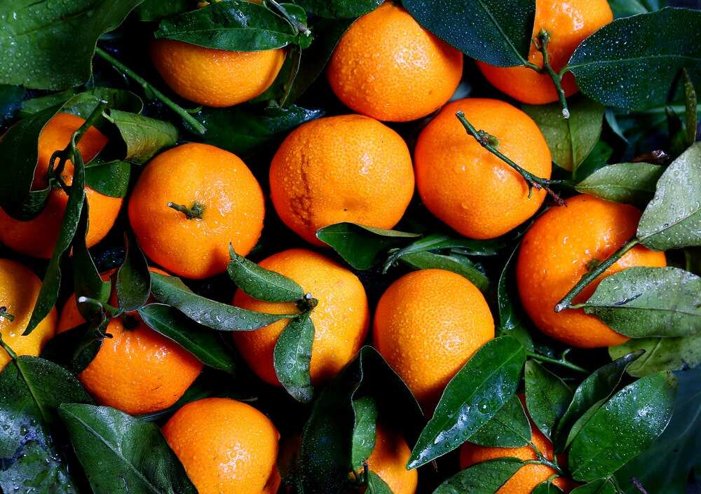 Oranges in dew Oranges in dew