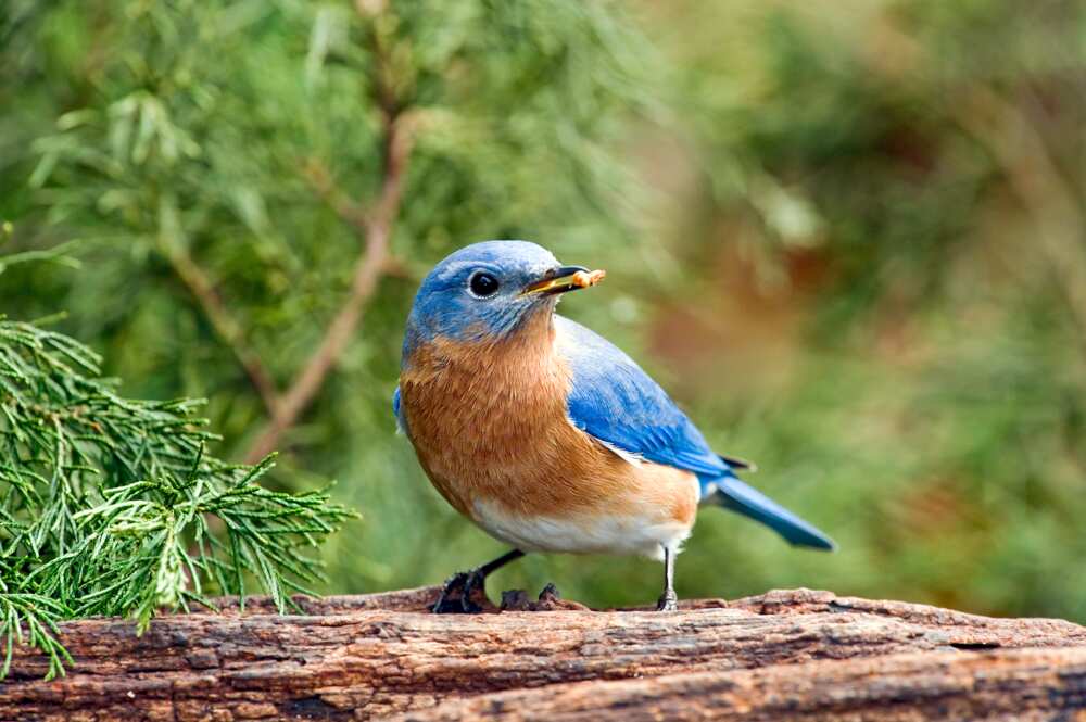 An Eastern Bluebird