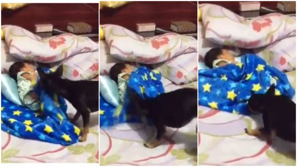 Emotional moment dogs cover baby with blanket to keep child from cold, video goes viral