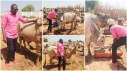 Nigerian man showcases his cow business, buys land for them, hopes to make big profit