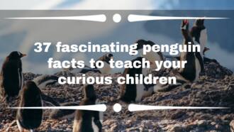 37 fascinating penguin facts to teach your curious children