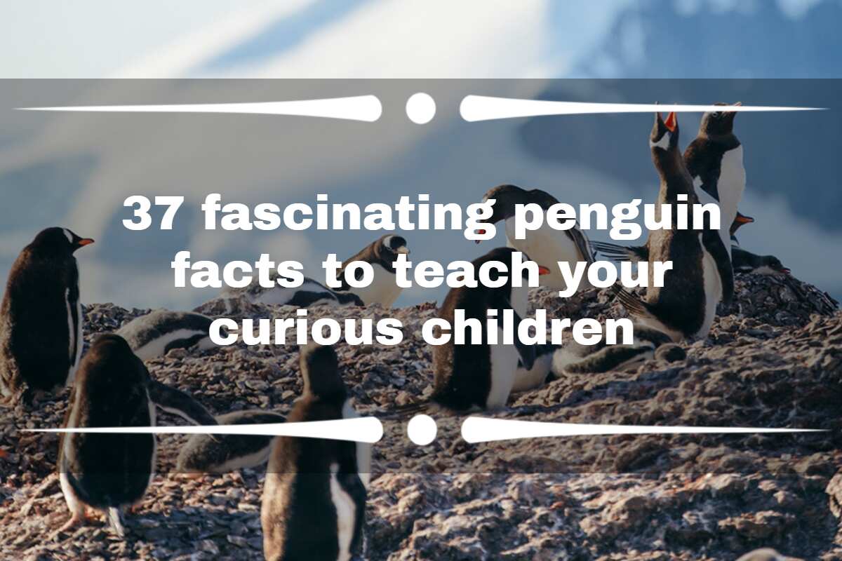 37 Fascinating Penguin Facts To Teach