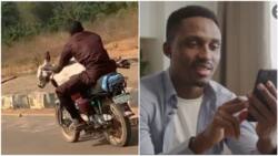 Nothing wey you no go see for Naija: Man carries cow using okada, Nigerians react to viral video