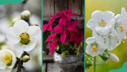 20 popular flowers that start with P and their significance