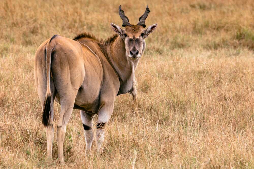 An eland in Maasai Mara National Game Reserve, Kenya