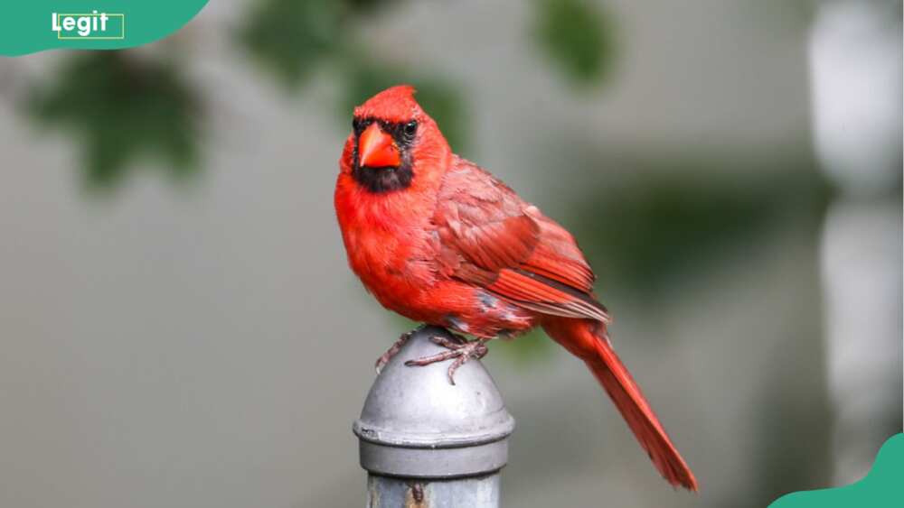 Red bird meaning