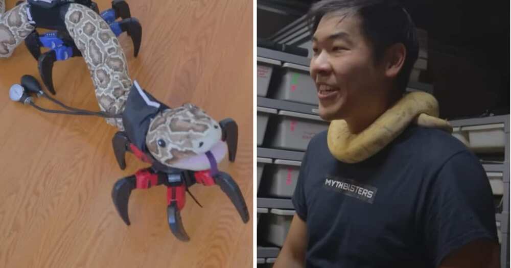 Robotic legs for a snake, innovative tech YouTuber, man builds legs for snakes, YouTuber builds legs for snake