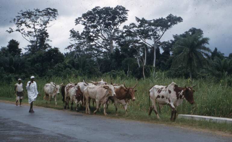 Ekiti: 3 herdsmen arraigned in court for destroying rice farm