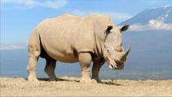 Pourquoi le rhinocéros blanc est-il une espèce à protéger?
