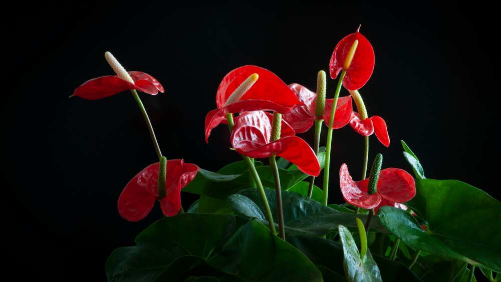 Close-up of red anthurium flower against black background