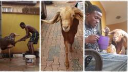 "The love is much": Man pets his ram like human being, brushes its teeth and gives tea and bread