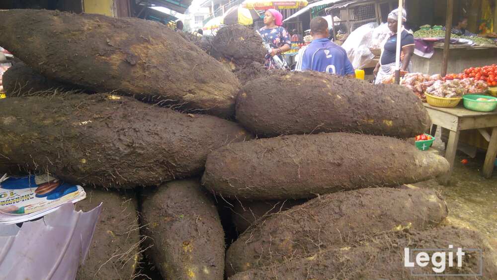 New yam New yam