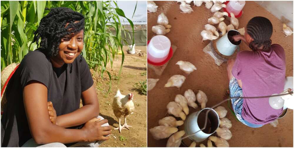 Nigerian lady builds successful poultry, shares secrets on social media