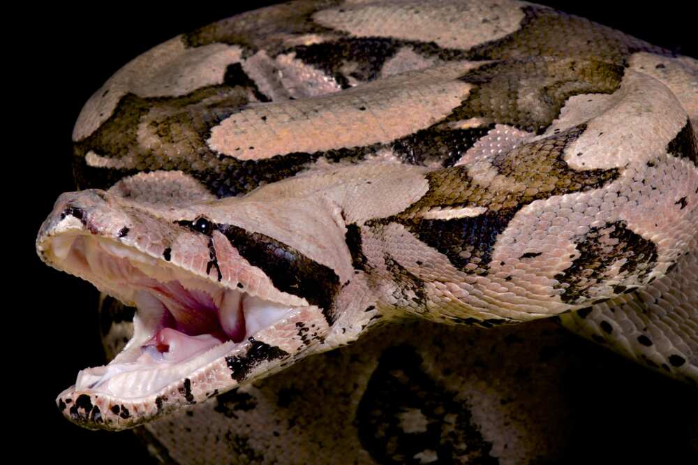 Ayant des méthodes de prédation uniques, le Boa constricteur consomme ses proies vivantes.
Photo : Getty Images