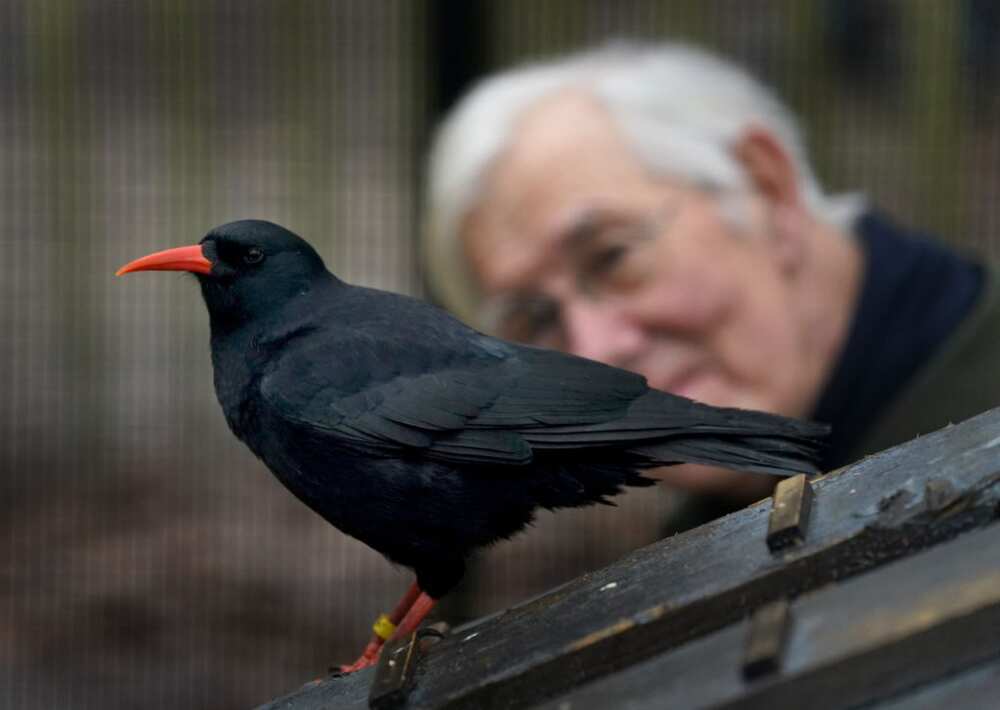 smartest pet birds smartest pet birds
