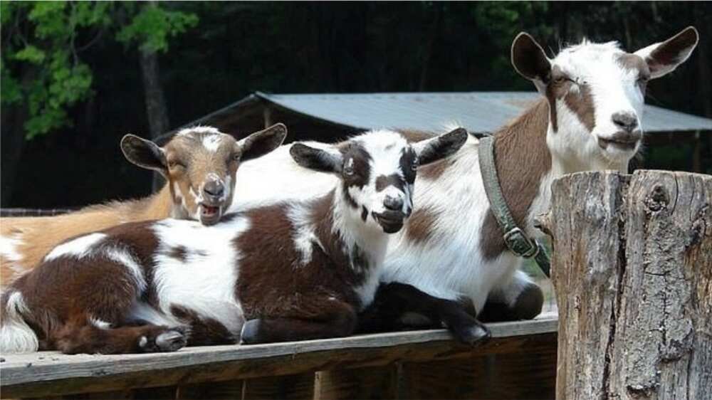 A picture showing some Nigerian dwarf goats. Photo source: Daily Mail