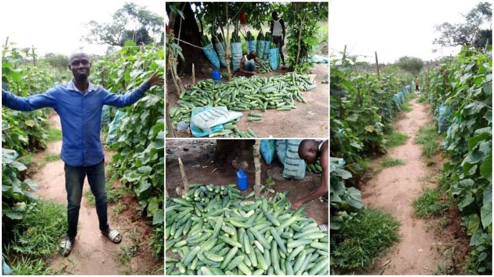 The man showed off his farm with pride. The man showed off his farm with pride.