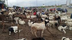 Eid-el-Kabir: Cattle seller recounts budgeting N1 million bribe for checkpoint passage